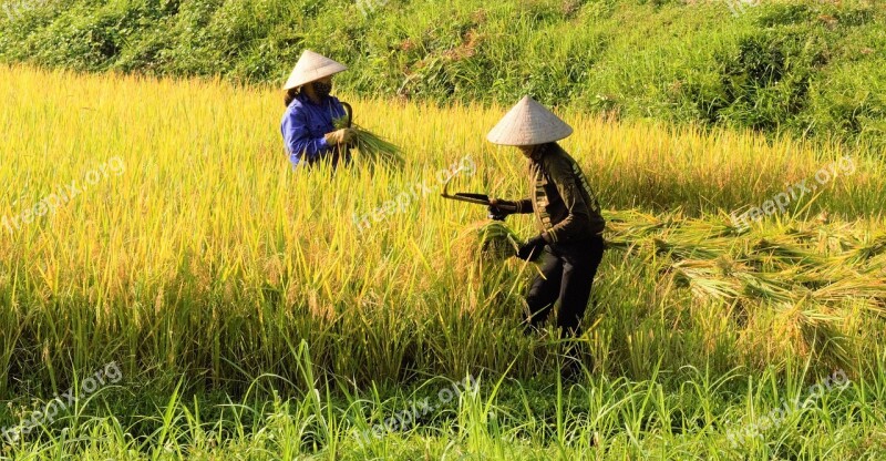 Rice Silk Rice Fields Folk Natural