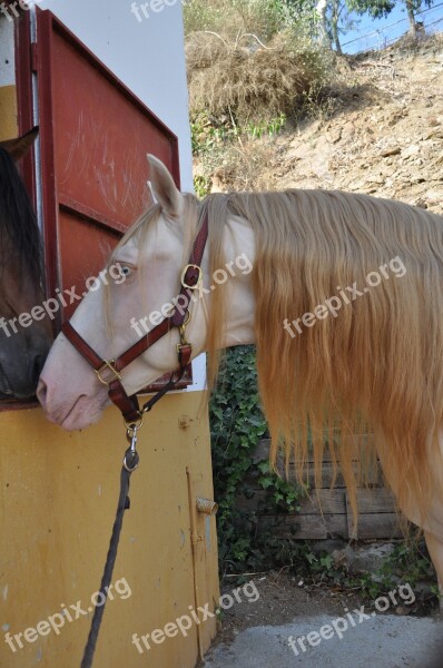 Cremello Stallion Spanish Horse Special Paint Horse Free Photos