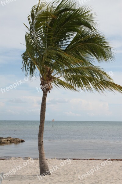 Palm Tree Key West Palm Key Florida