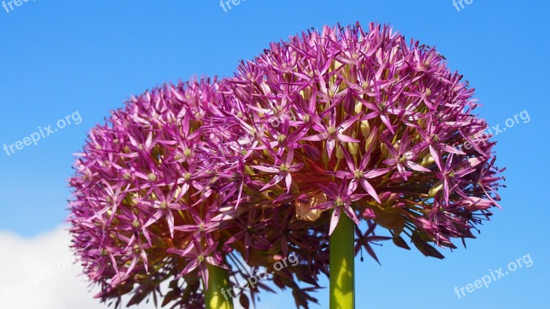 Garlic Dashing Garlic Główkowaty Decorative Garlic Flower