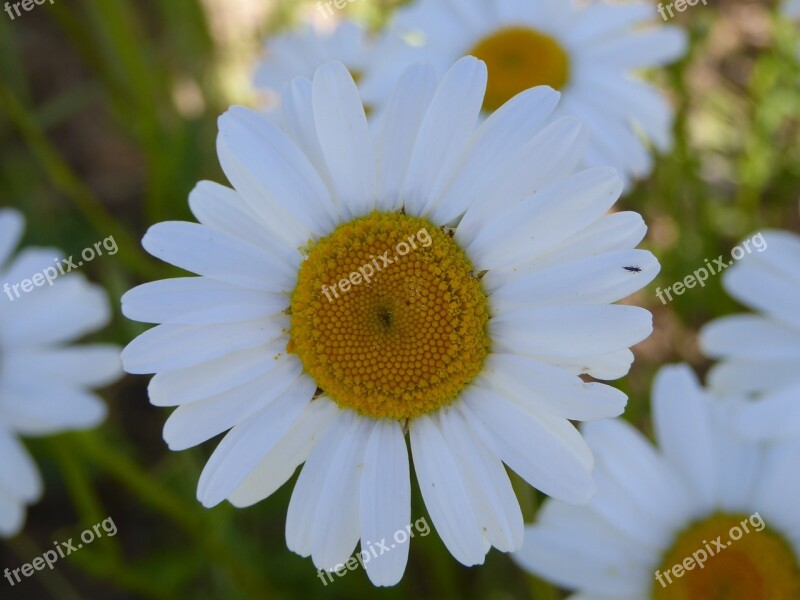 Flower Meadow Magerite Summer Blossom Bloom