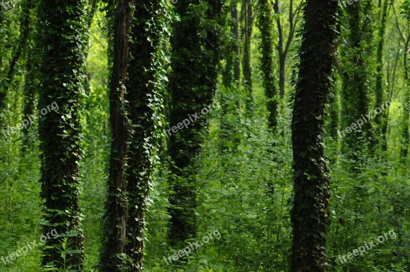 Amber Wood Forest Leaves Green