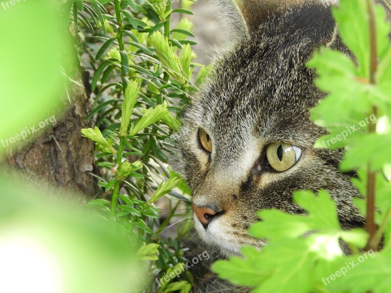 Cat Eyes Lauer Position Cat's Eyes Vigilant