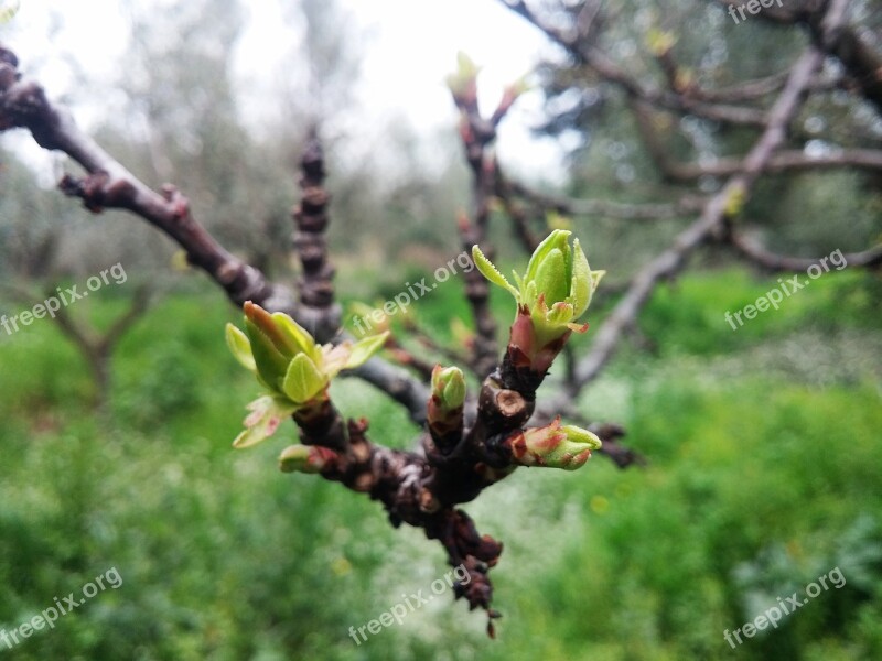 βερυκοκιά Start Sprouting Vegetation Spring Greece