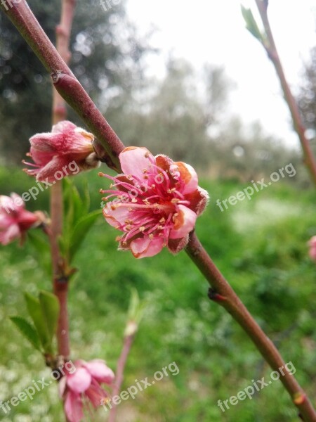 Flowers Flowers Pink Blooming Branches Pink Flowers Nectarines