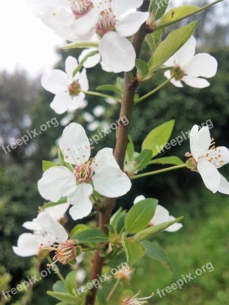 White Flower Blossom Greece Flowers Anthi