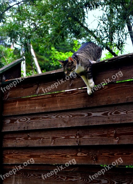 Cat Fence Jump Readiness Animals