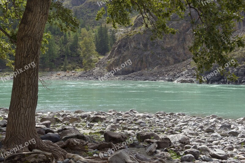 Katun River Tree Landscape River Bank Nature