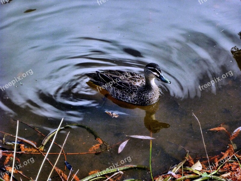 Duck Wood Duck Lake Reflection Free Photos