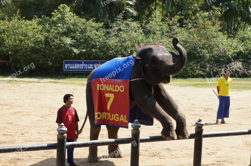 Thailand Packages Elephant Free Photos