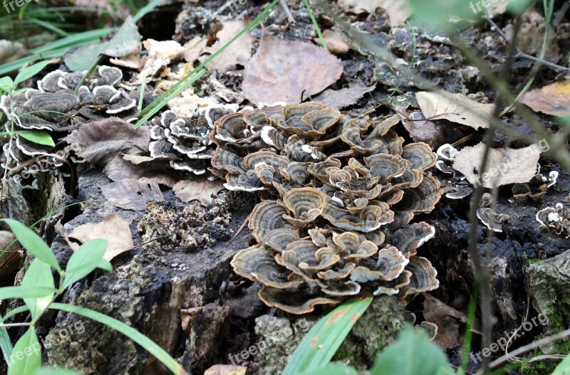 Mushrooms Stump Mouldering Stump Tree Fungus Nature