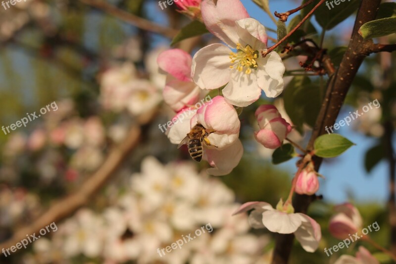 Apple Blossom Bee Sprinkle Macro Summer