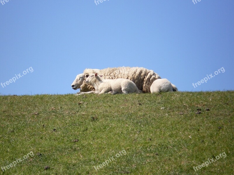 Sheep Dike Dike Sheep Lamb Rest