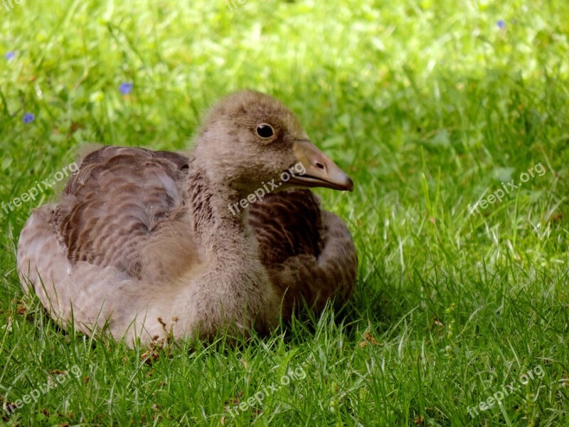 Greylag Goose Young Animal Young Bird Young Lying