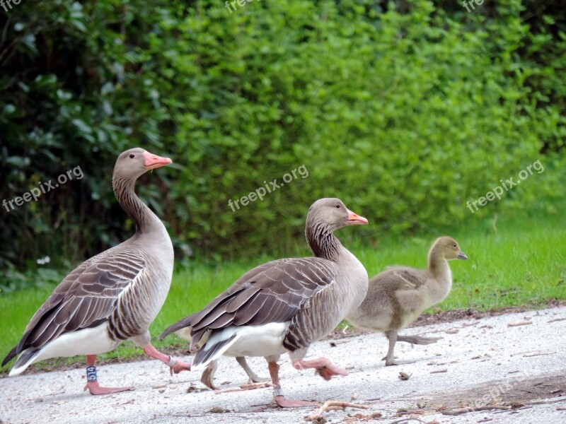 Geese Grey Geese Family Birds Animal