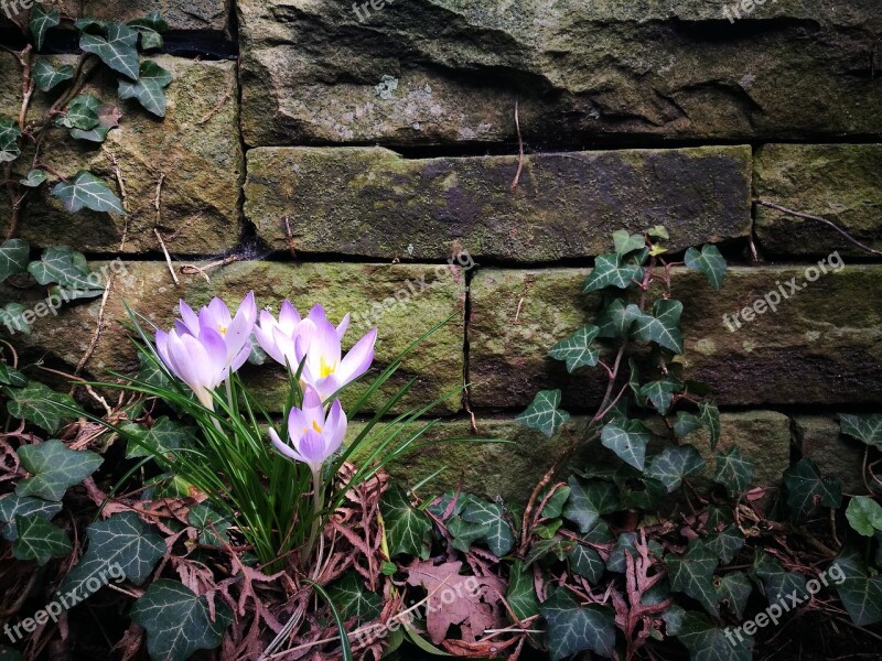 Purple Crocus Stone Wall Wall Stone Ivy