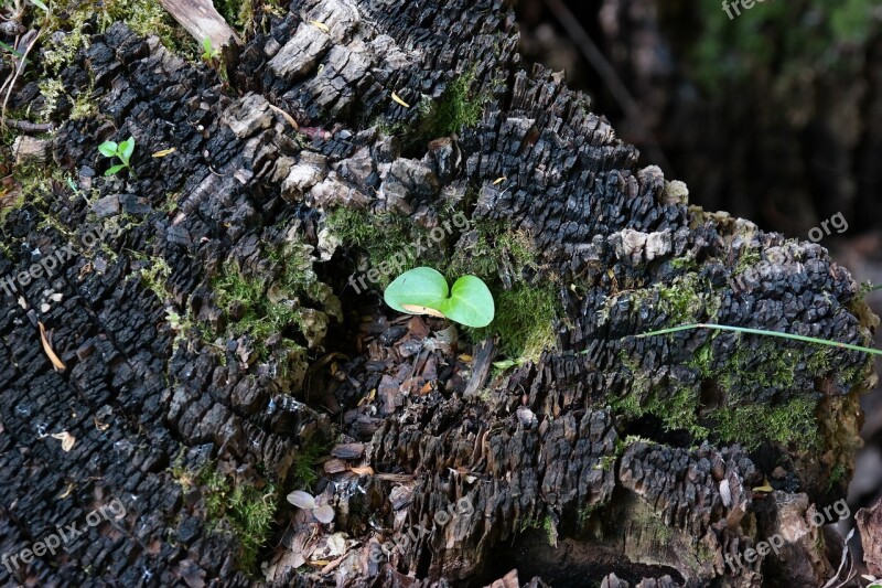 Nature Bud Plant Sprout Life