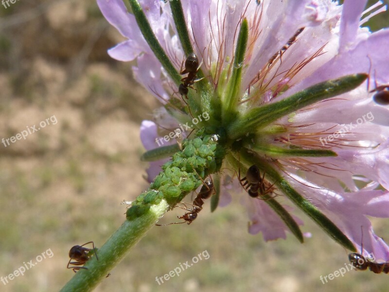 Flower Aphid Aphids Ants Infested