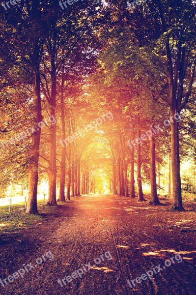 Forest Trees Forest Path Sunlight Light Beam