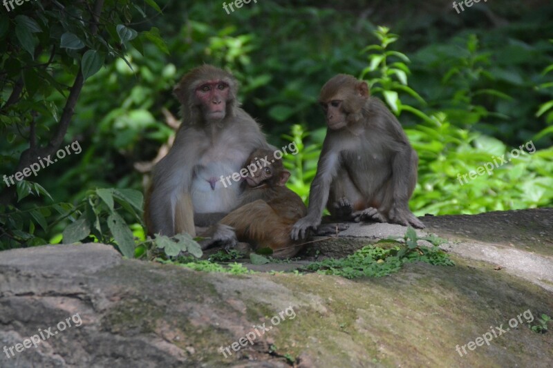 Monkey Baby Monkey Nut Monkey Child Nepal Pashupatinath