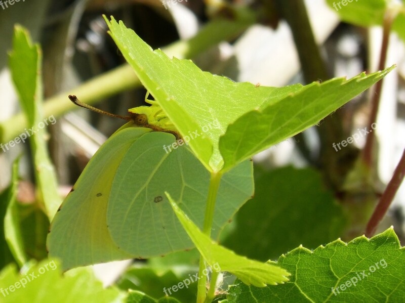 Camouflage Butterfly Leaf Cleopatra Gonepteryx Cleopatra