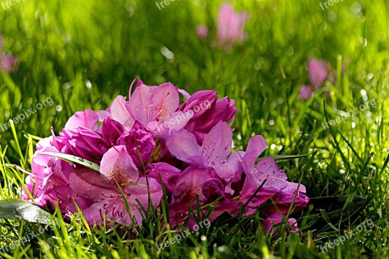 Plant Rhododendron Blossom Bloom Ericaceae