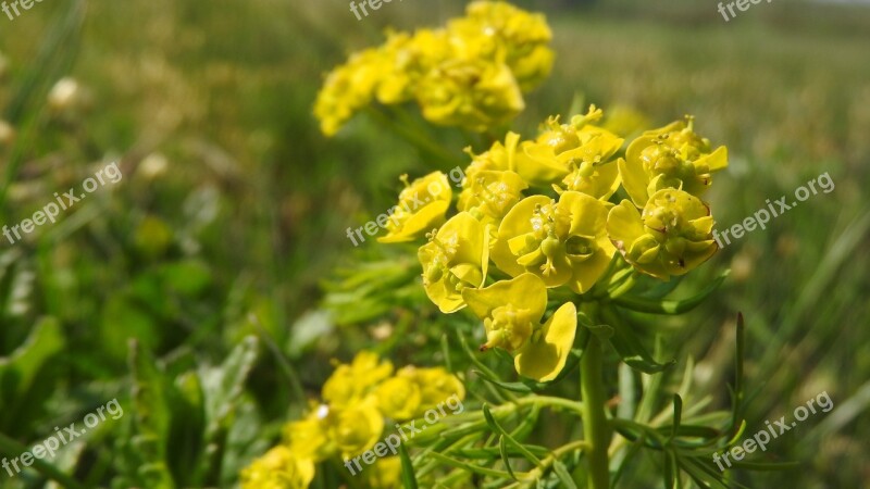 Spurge Chvojka Spurge Yellow Flowers Euphorbia Cyparissias Common Flowers