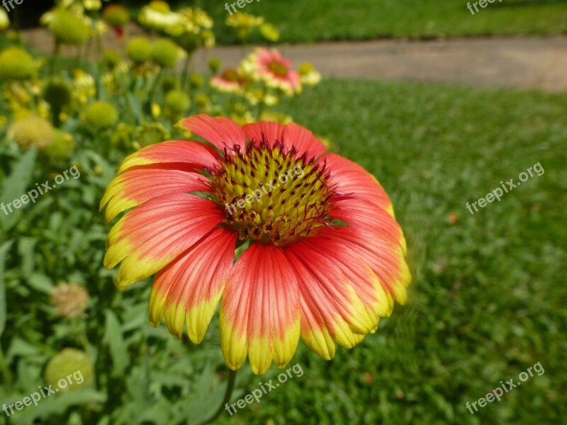 Flower Red Yellow Flowers Flowers Free Photos