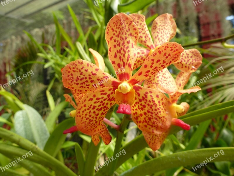 Orchid Orange Orchid Flower Orange Orchid Yellow Orchid