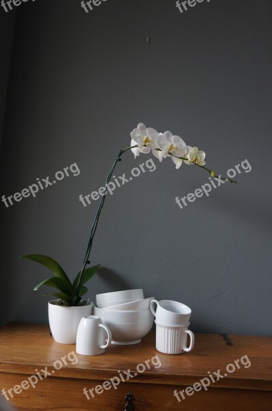 Orchids Cups White Free Photos