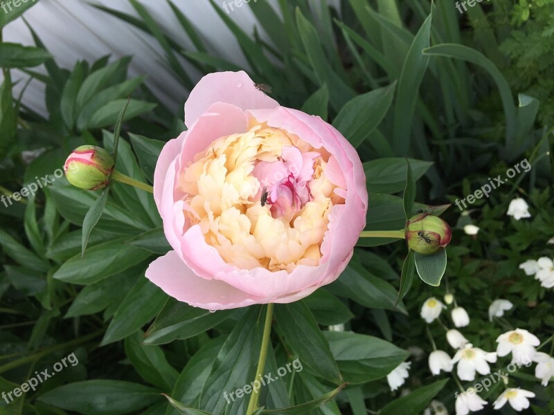 Peony Flower Pink Free Photos