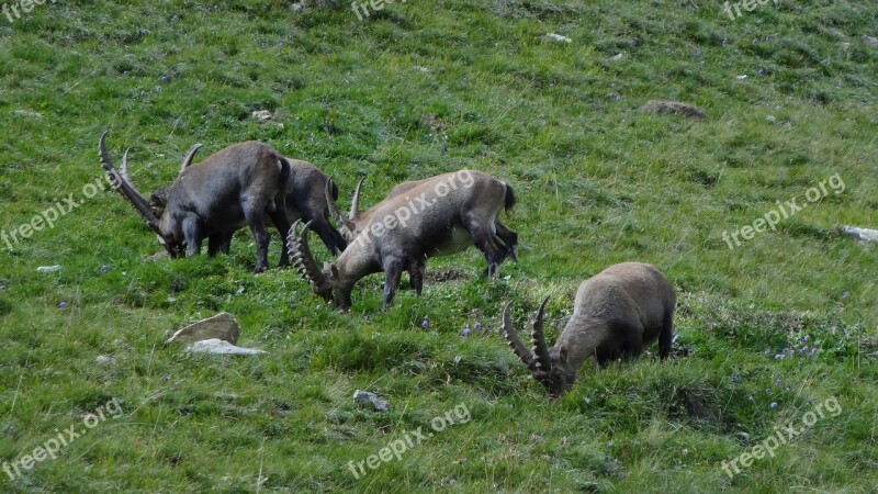 Alps Gems Nature Free Photos