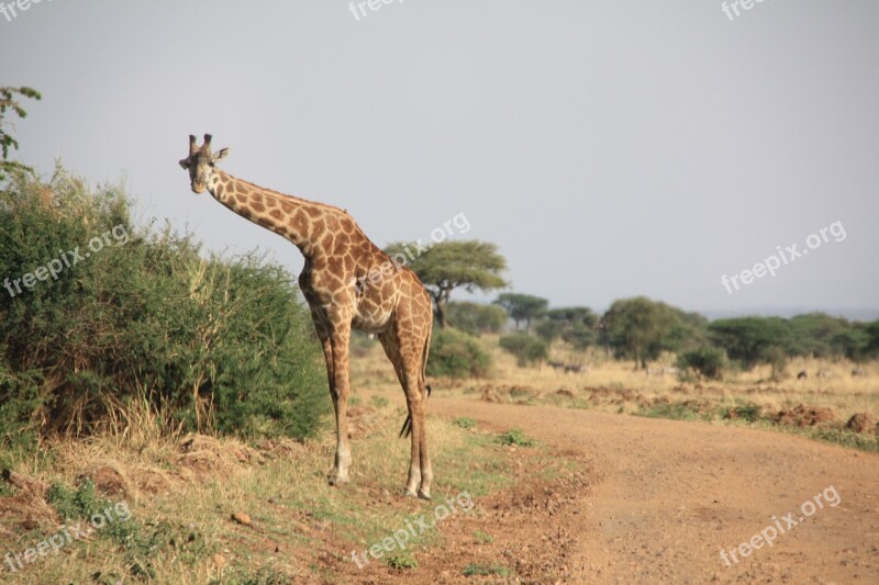 Giraffe Africa Safari Animal National Park