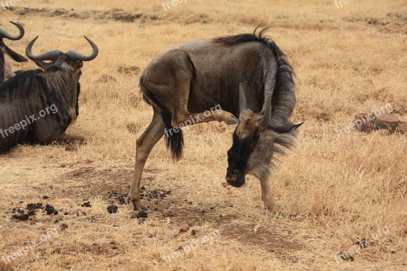 Gnu Africa Safari National Park Wild Animals