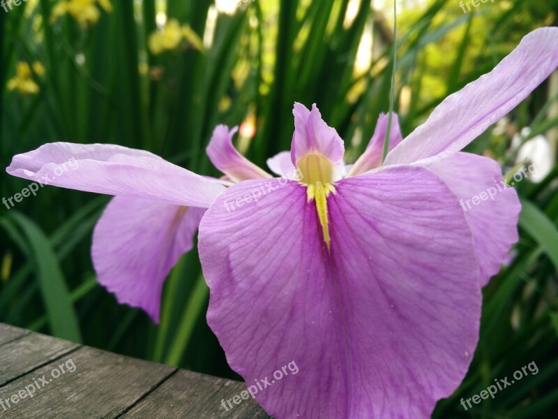 Natural Plant Iris Free Photos