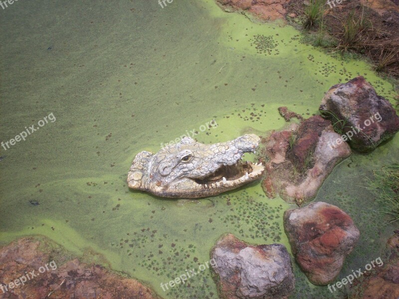 Gator Alligator Swamp Wildlife Animal