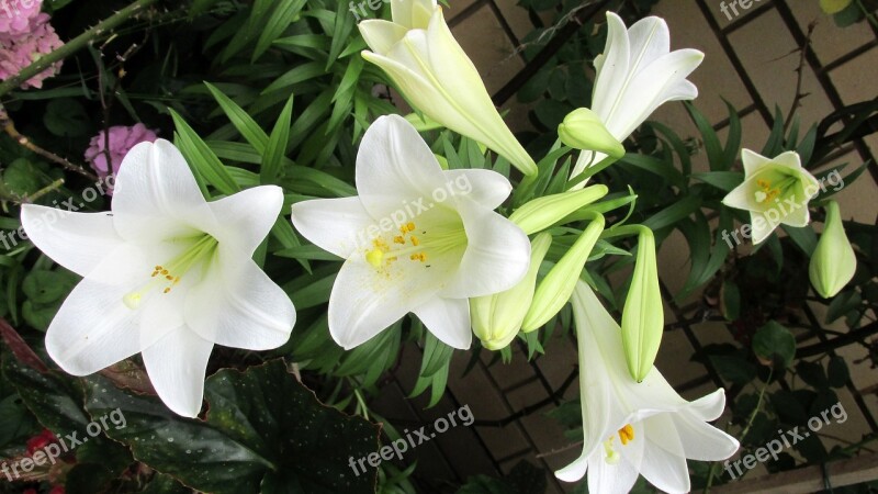 Flower Lily Perfumed Free Photos