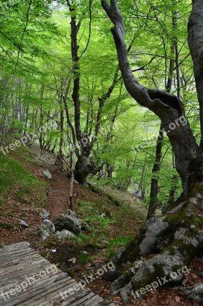 Trunks Trees Into The Woods Forest Woods