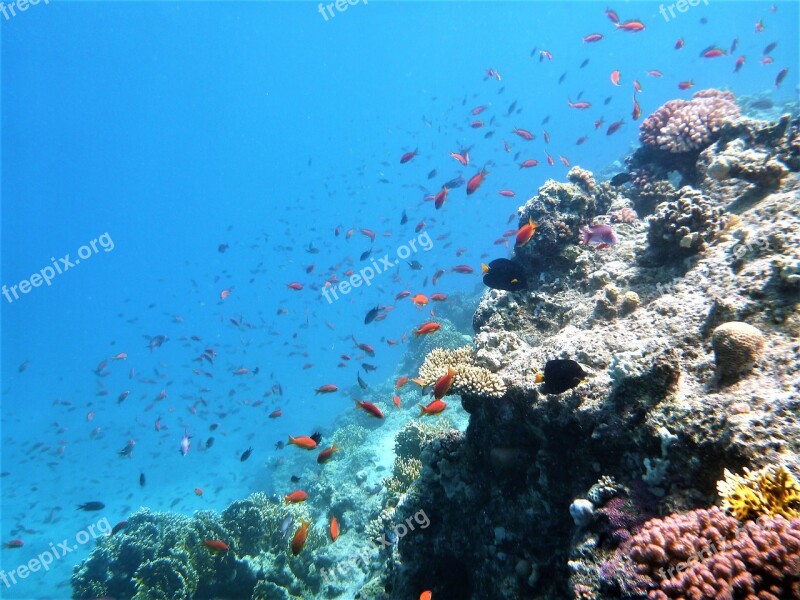 Fish Sea Blue Cay Free Photos