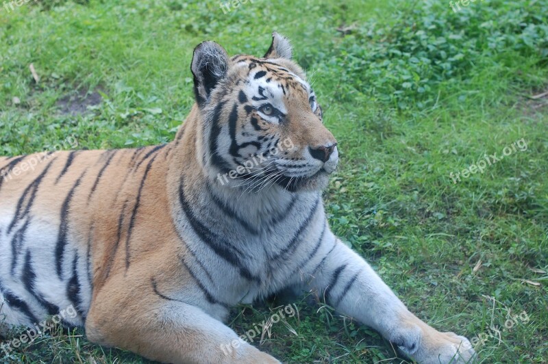 Tiger Portrait Of A Tiger Big Cat Stripes Tigris