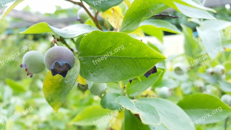 Blueberry Fruit Delicious Blue Healthy