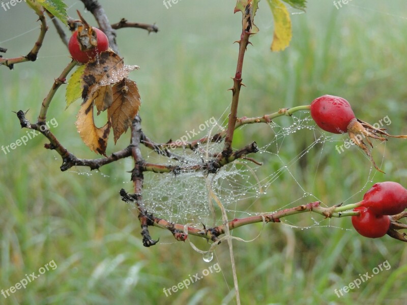 Rose Hip Autumn Fog Red Roses