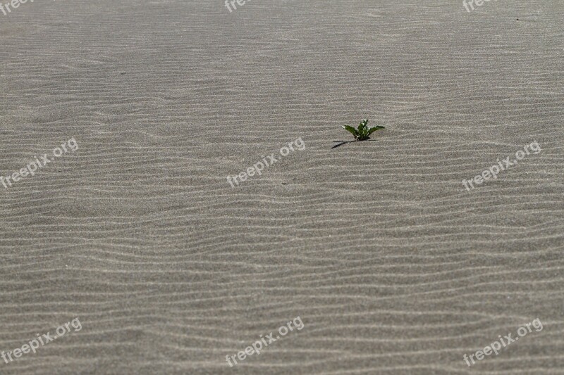 Lonely Sand Sand Beach Than Life Artist Abandoned