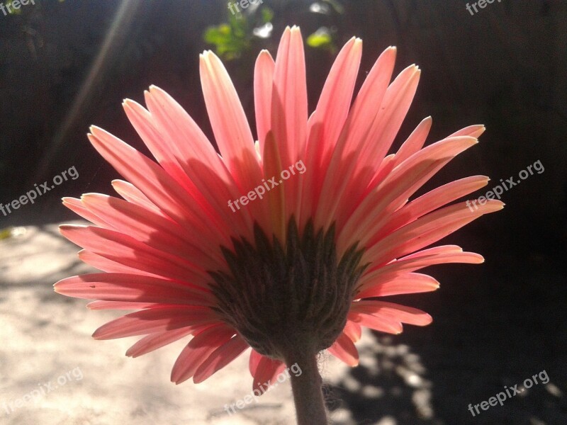 Flower Pink Summer Garden Pink Flower