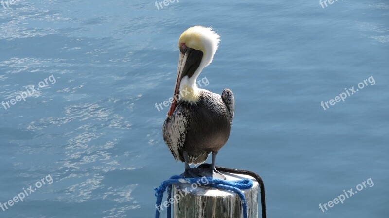 Pelican Florida Keys Key Largo Finding