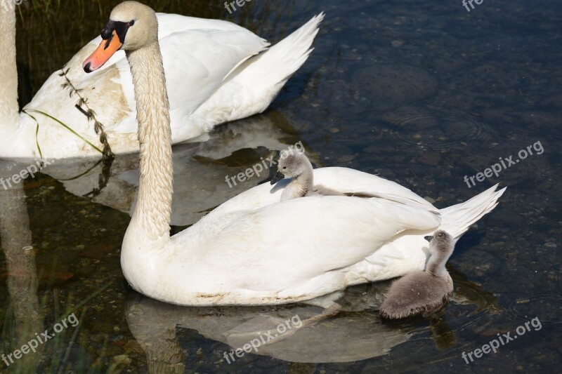 Swan Birds Water Volatile Fauna