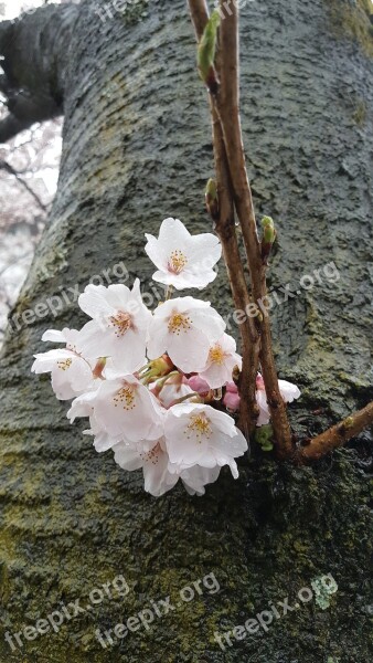 Non Cherry Flowers Spring Free Photos