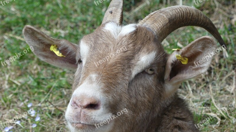 Goat Animal Goat Portrait Livestock Farm