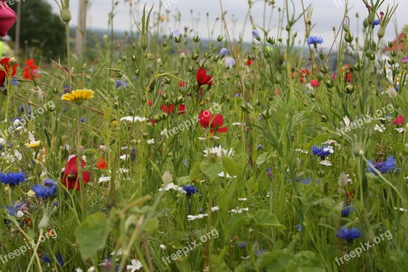 Field Flowers Spring Free Photos