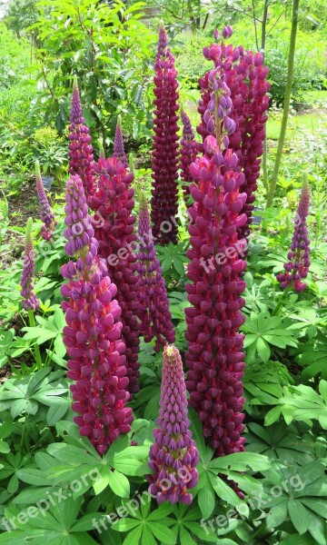 Lupins Pink Purple Flowers Summer